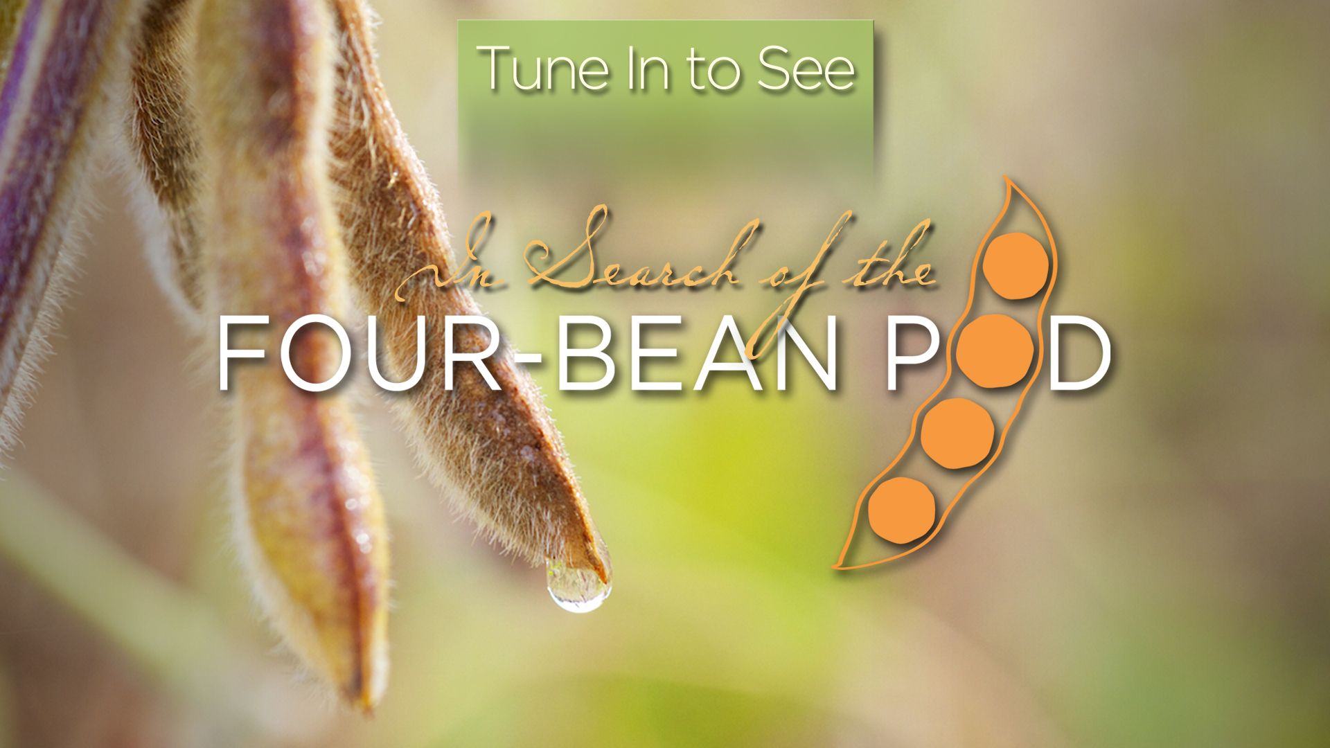 Soy in the Kitchen - Pt. 4