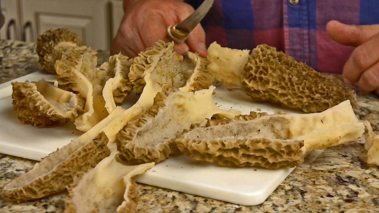 How to Preserve Morel Mushrooms