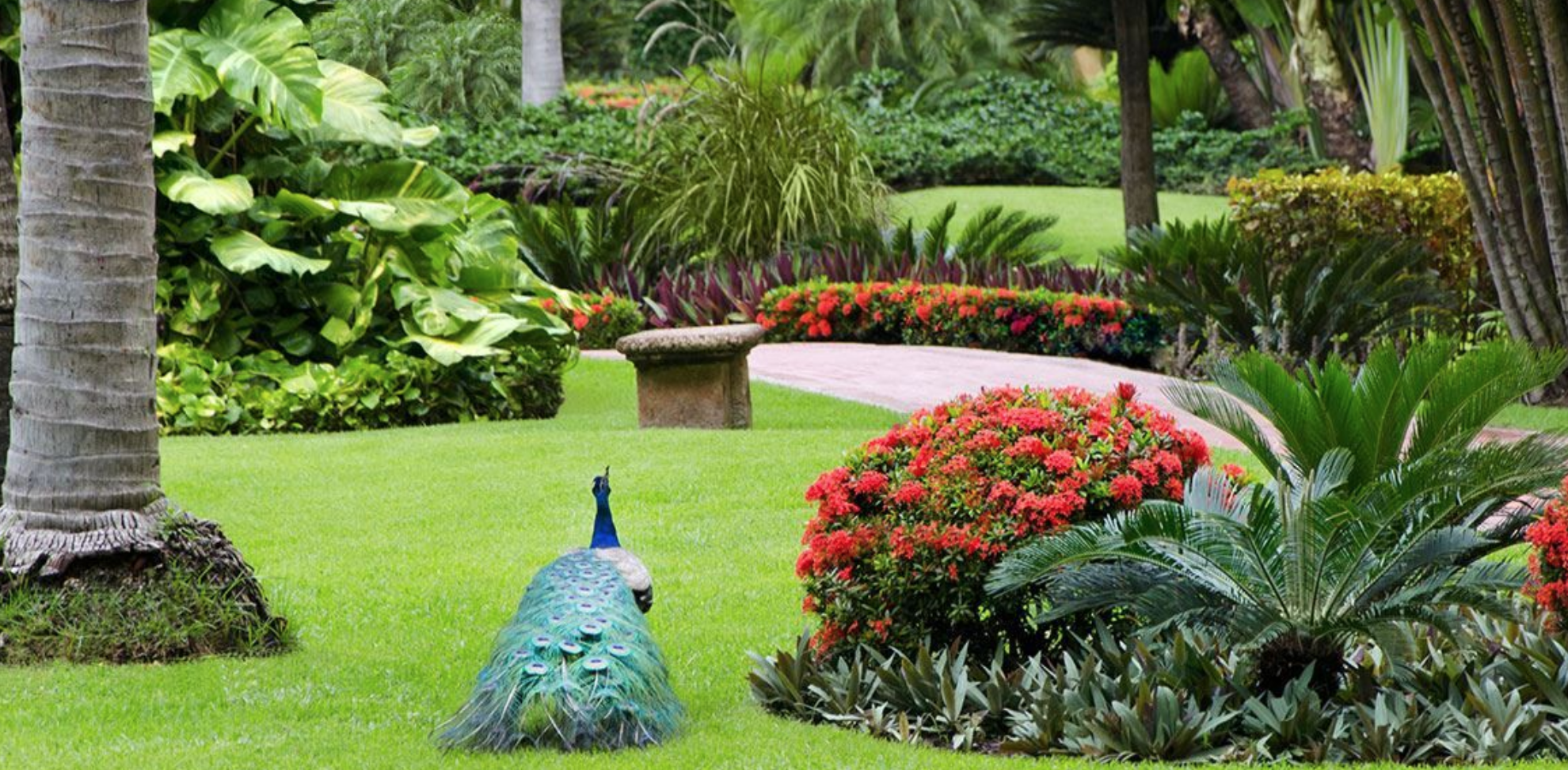 The lush gardens of Velas Vallarta Resort in Puerto Vallarta, Mexico, feature a variety of lush tropical trees and flora, and you'll even find beautiful peacocks roaming the property.