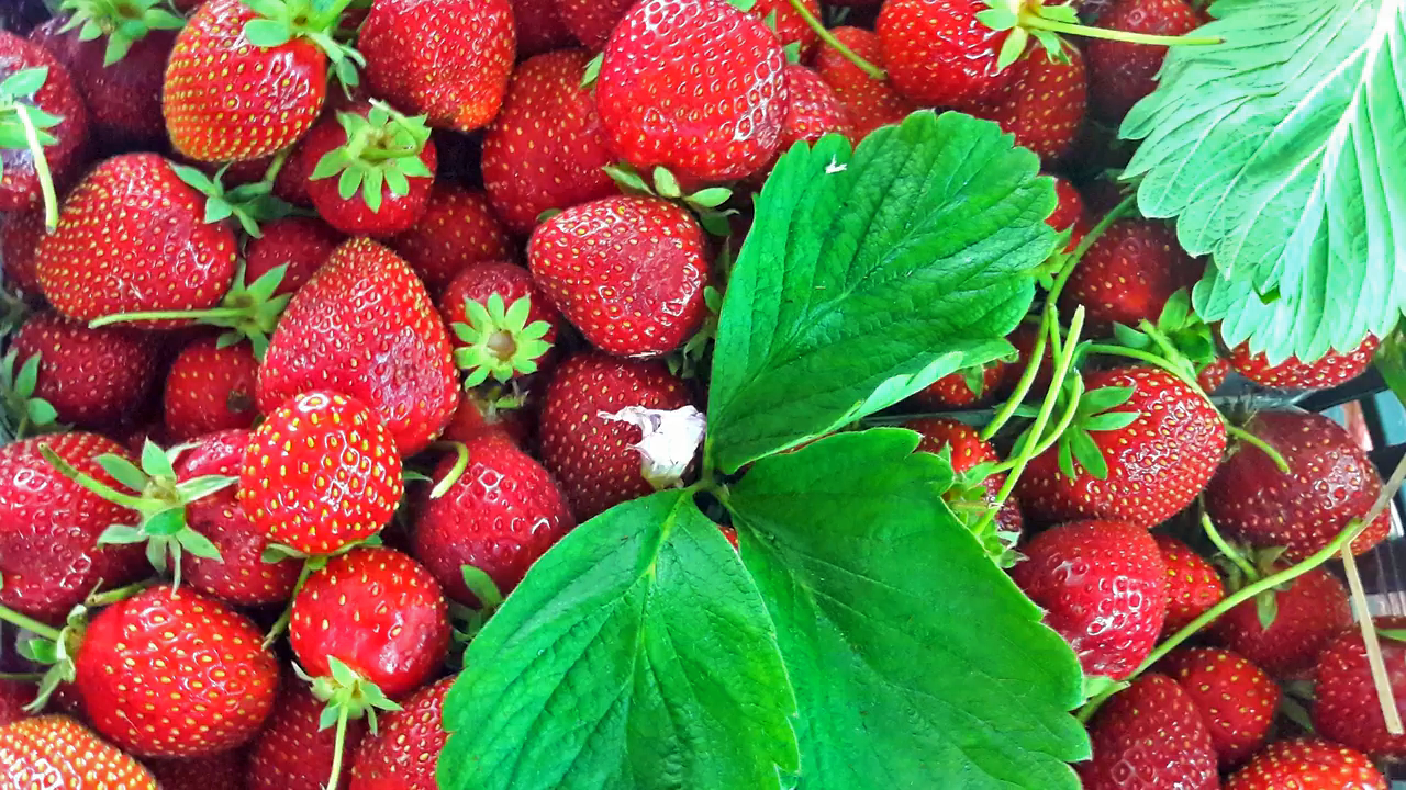 This episode features spring and summer gifts from the soil, giving you a window into an Italian summer.