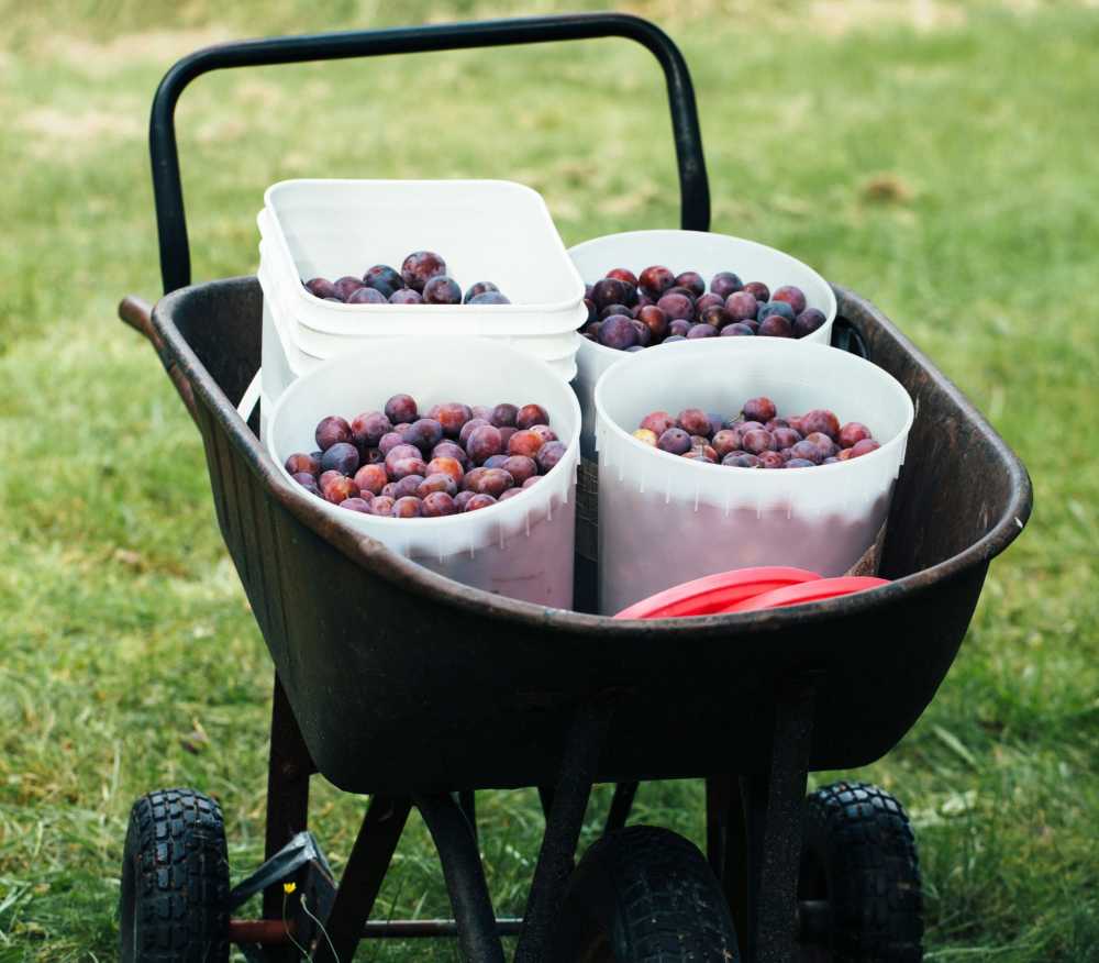 When selecting fresh plums, look for those with a slight whitish casting or bloom on their skins. This will indicate that they were not overly-handled. Avoid the soft plums withย bruises and instead look for ones that yield a bit to slight pressure and also have a sweet aroma.