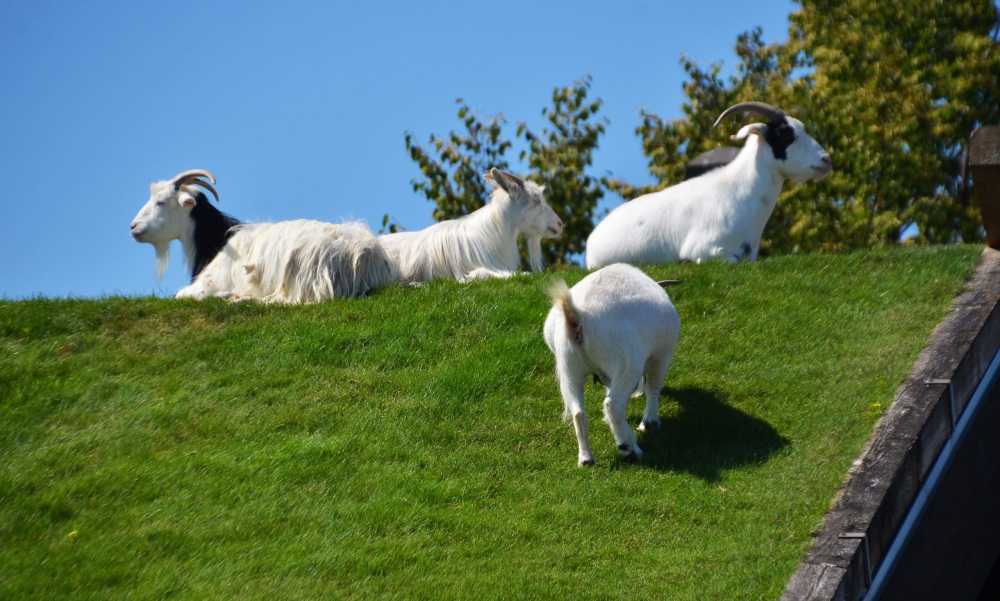 Goats on the roof at Al Johnson's Swedish Restaurant.