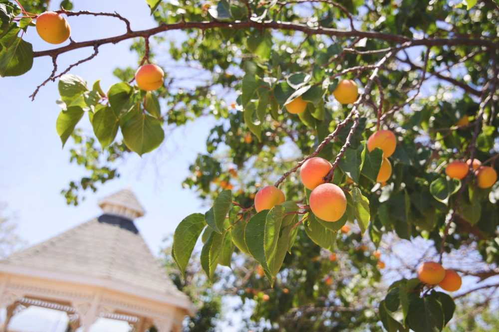 Peaches fill the limbs of this tree, gracefully framing a beautiful outdoor gazebo.