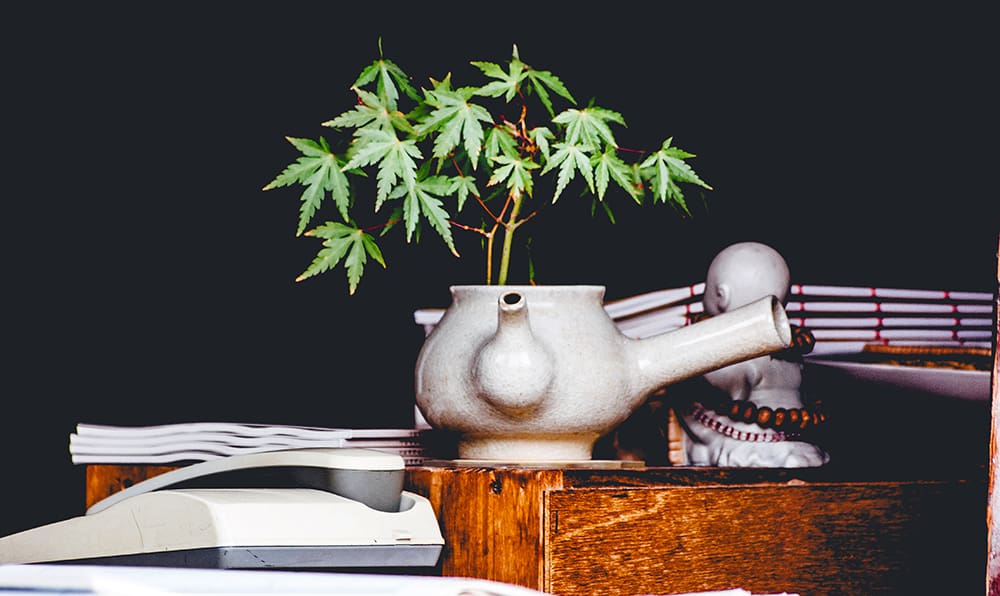 As cannabanoids become more acceptable and mainstream, look for them in a variety of food and beverage edibles.