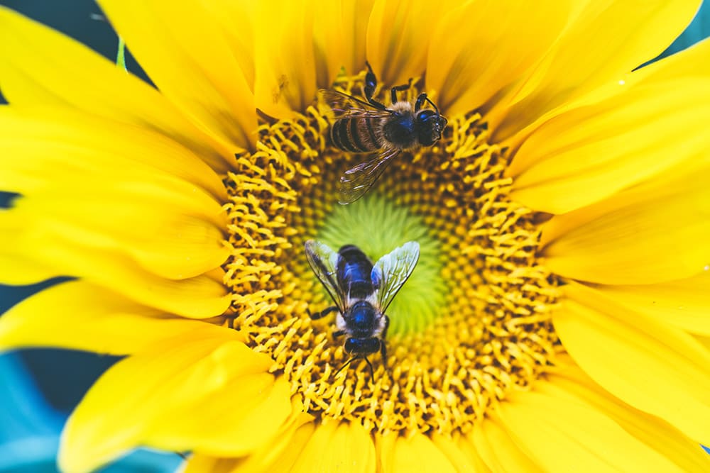 A honeybee pollinates a yellow sunflower.