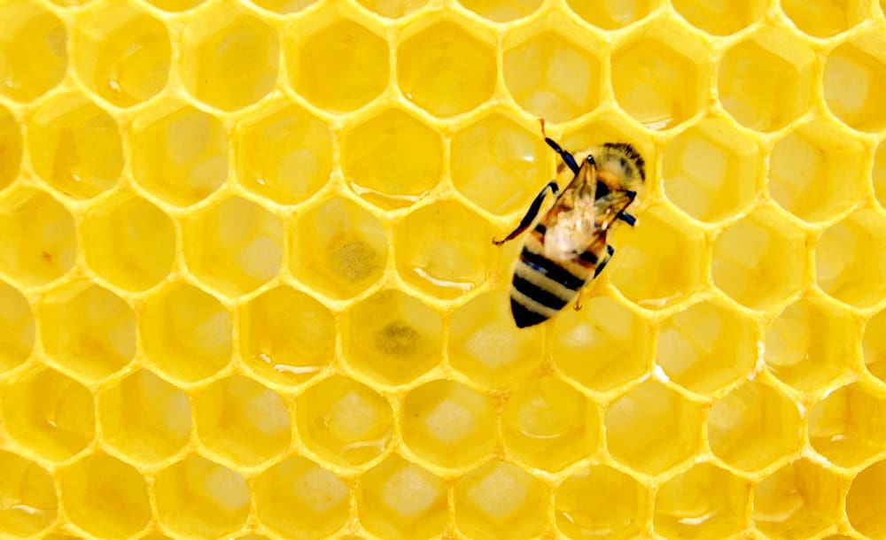 A worker bee deposits honey into a honeycomb.